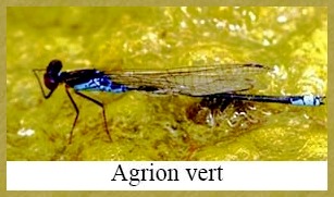 Agrion vert -